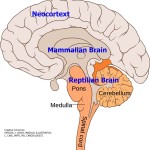 triune brain and stress