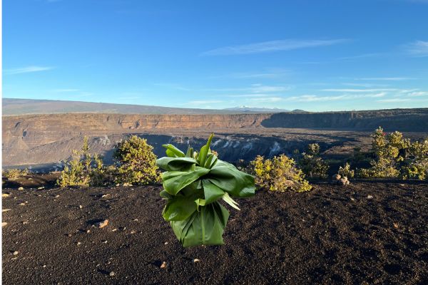 Leaf bundle offering with volcano crater in backround